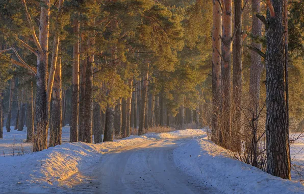 Картинка зима, дорога, лес, снег, деревья, сугроб