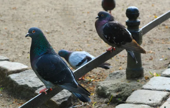 Animals, bird, pigeon
