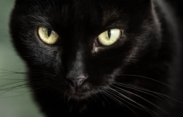 Картинка глаза, взгляд, мордочка, чёрная кошка