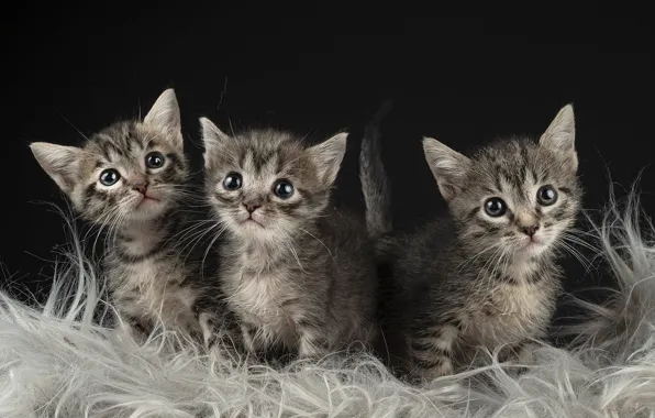Кошки, темный фон, котята, мех, малыши, серые, трио, полосатые