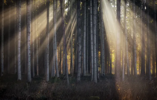 Лес, свет, деревья
