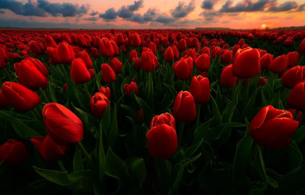 Картинка поле, закат, тюльпаны, красные, Нидерланды, бутоны, много, плантация