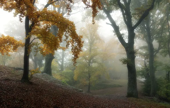 Картинка осень, лес, деревья, природа, туман, парк