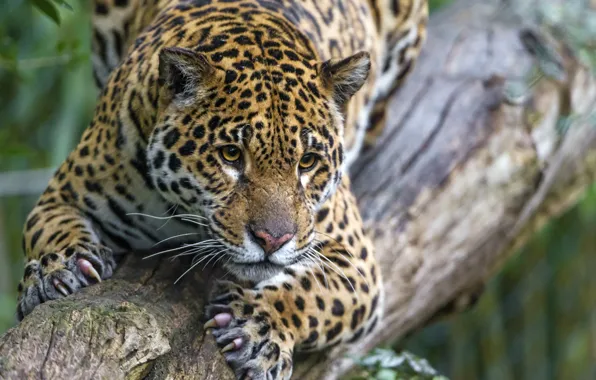 Кошка, взгляд, когти, ягуар, бревно, ©Tambako The Jaguar
