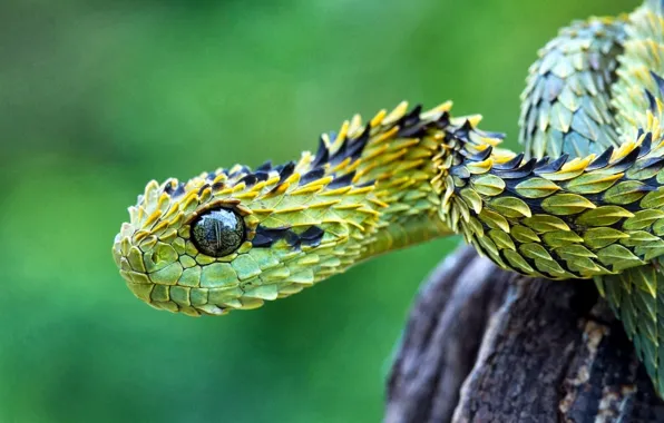 Змея, дикая природа, хищник, древесная гадюка, фото, джунгли