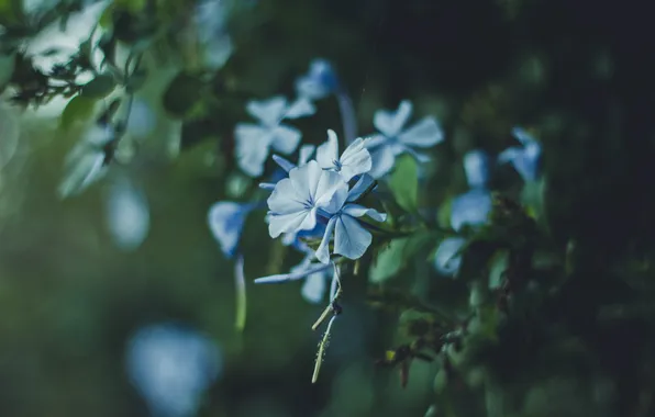 Картинка цветы, лепестки, голубые