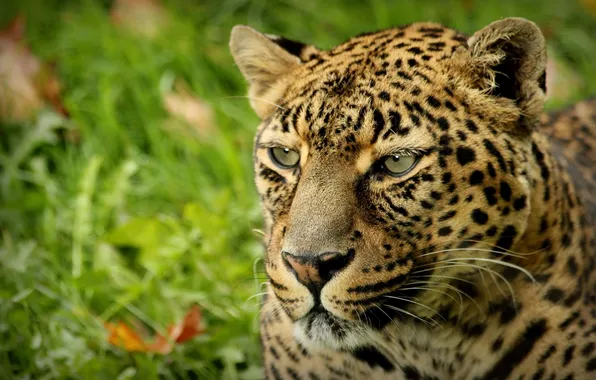 Картинка пятна, леопард, leopard, animal