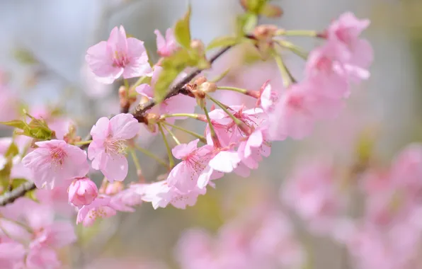 Картинка вишня, розовый, ветка, весна, сакура