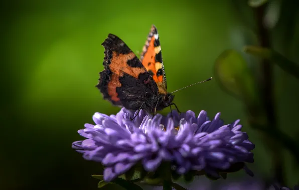 Картинка цветок, бабочка, butterfly