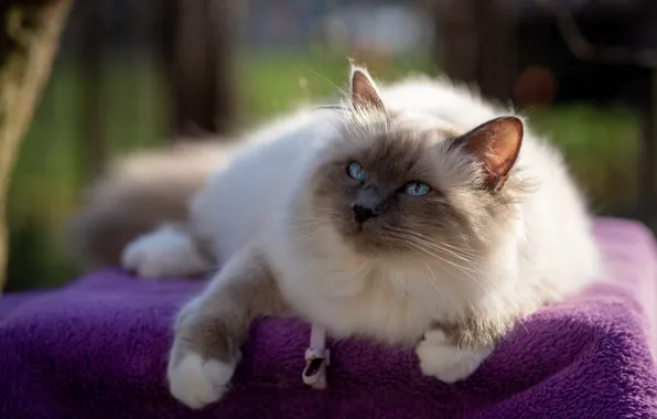 Кошка, фиолетовый, кот, взгляд, поза, покрывало, мордочка, ткань