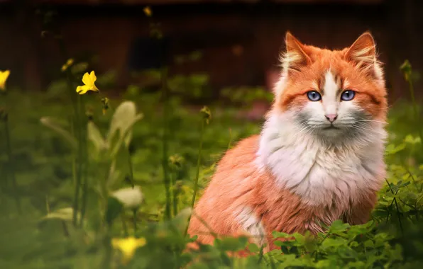 Картинка кошка, цветок, трава, кот, рыжий, смотрит