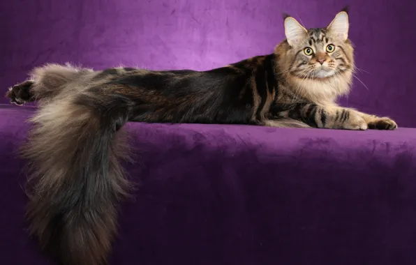 Картинка кошка, кот, фон, widescreen, обои, лежит, wallpaper, широкоформатные