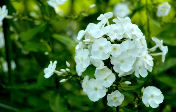 White, blooming, phlox