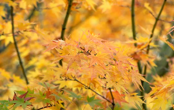 Yellow, autumn, leafs, fall