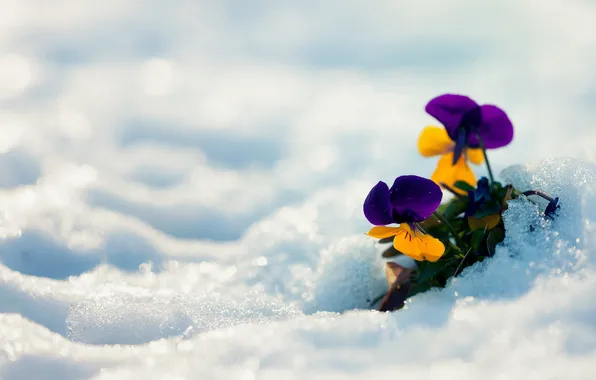 Картинка зима, снег, цветы