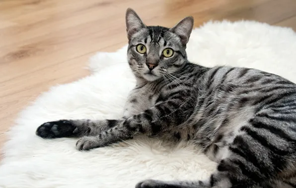 Кошка, белый, кот, взгляд, морда, поза, уют, дом