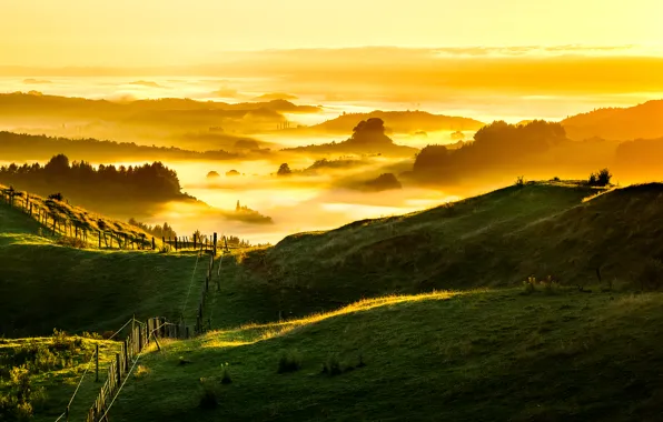 New Zealand, Foggy, Golden Sunrise