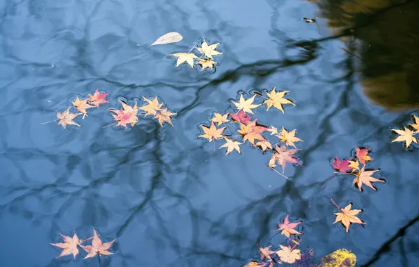 Осень, листья, вода, отражение