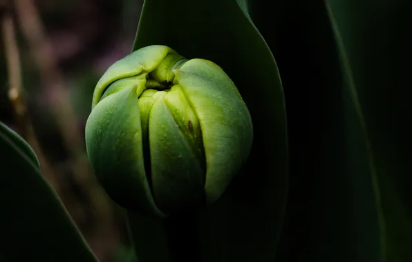Dark, plant, flower bud