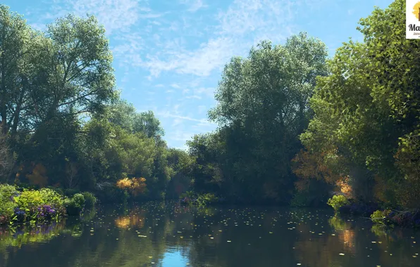 Лето, природа, растительность, водоём, a nice day