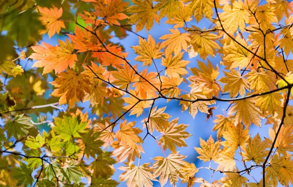 Осень, листья, вид, снизу, жёлтые, Autumn lifs