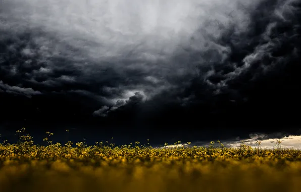 Цветы, буря, поле из золота, серые облака