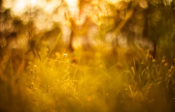 Картинка лето, трава, солнце, макро, свет