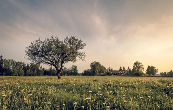 Поле, трава, цветы, дерево, дома, grass, field, flowers