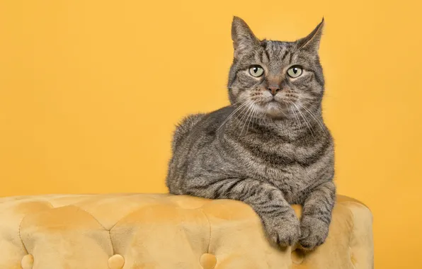 Кошка, кот, взгляд, поза, серый, лапы, лежит, мордашка