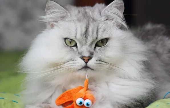 Картинка кошка, кот, взгляд, морда, игрушка