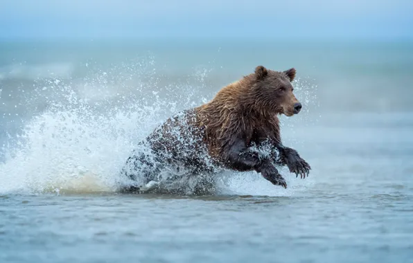 Картинка вода, брызги, медведь, Аляска