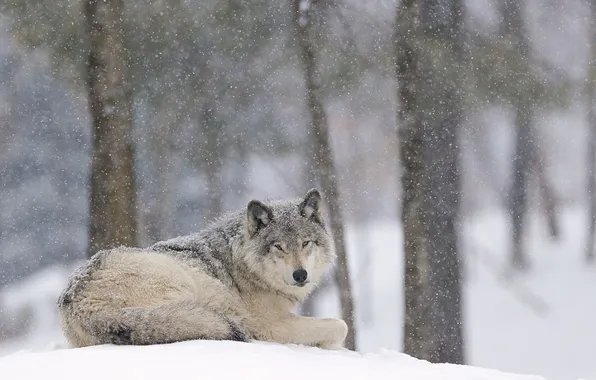Картинка nature, predator, animal, wolf, wildlife, portrait, portrait., Canis lupus. face