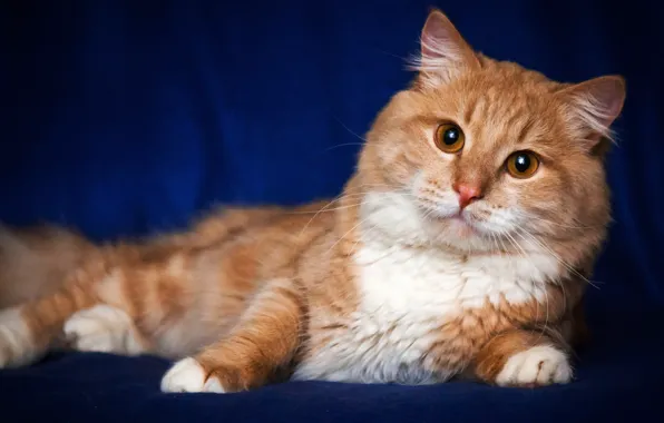 Кошка, кот, взгляд, морда, поза, портрет, лапы, рыжий