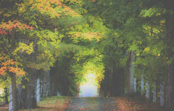 Grass, road, trees, autumn, leaves, fog, fence, countryside