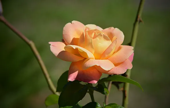 Роза, Rose, Боке, Bokeh