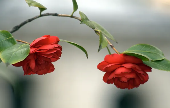 Листья, цветы, фон, ветка, красные, дуэт, боке, камелии