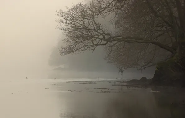 Туман, река, дерево, ветви, берег
