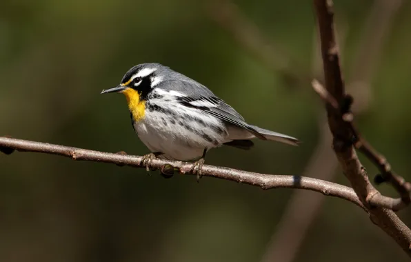 Картинка солнце, ветки, природа, фон, птица, боке, Yellow-throated Warbler