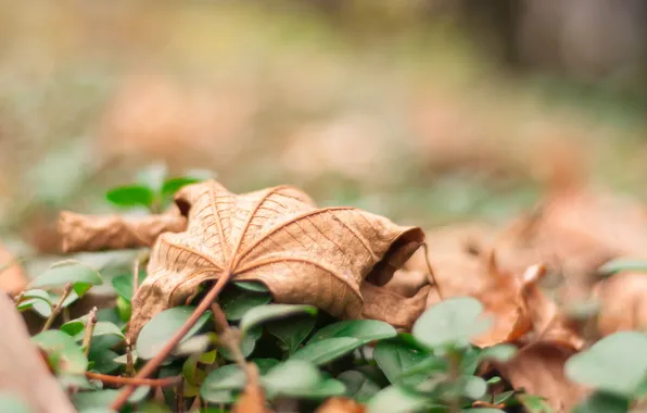 Осень, лист, листок, сухой