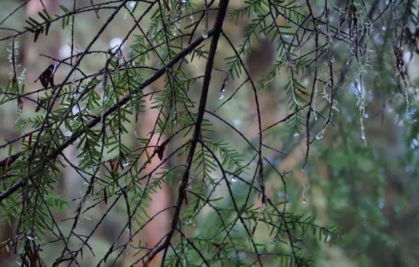 Лес, вода, капли, ветви, после дождя, drops from the branches