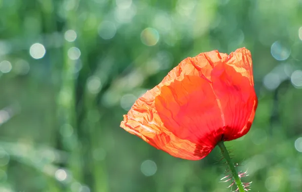Red, poppy, blooming