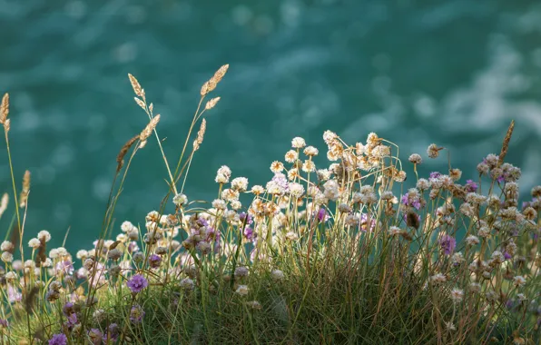 Картинка Растения, Лето, Природа, Nature, Summer