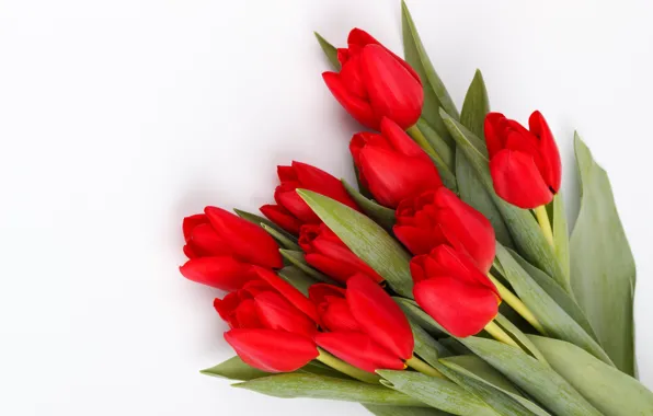 Цветы, букет, тюльпаны, красные, red, fresh, flowers, tulips