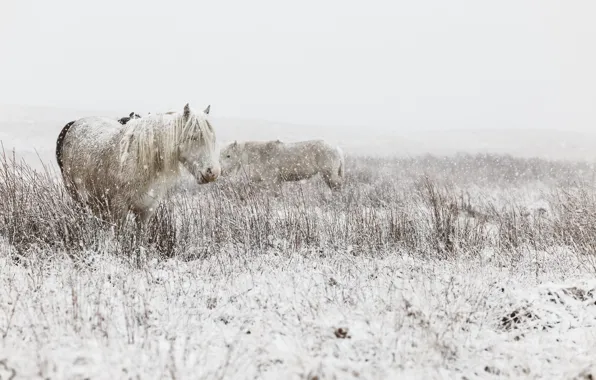 Зима, снег, кони