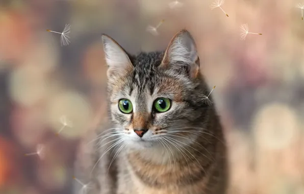 Картинка кошка, взгляд, фон, пух, киса
