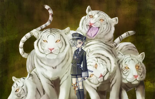 Мальчик, белые тигры, Touken Ranbu, Gokotai