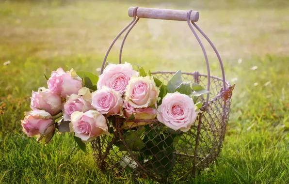 Лето, цветы, розы, букет, розовые, корзинка