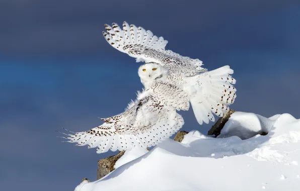 Картинка зима, снег, сова, крылья, полярная сова, белая сова