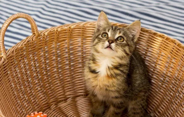 Кошка, взгляд, полоски, поза, котенок, серый, корзина, мордашка