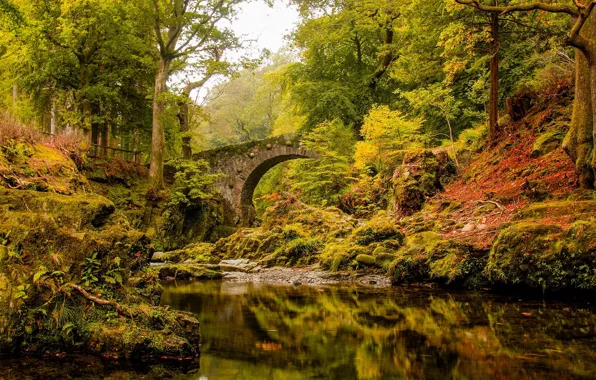 Картинка осень, лес, мост, река